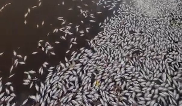 Mau cheiro e peixes mortos no Açude Velho voltaram a chamar a atenção da população de Campina Grande.